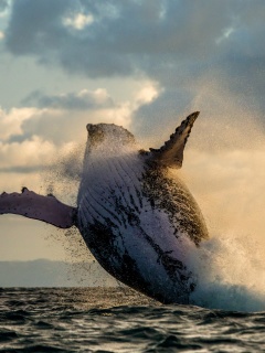 Whale Watching wallpaper 240x320