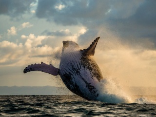 Whale Watching wallpaper 320x240