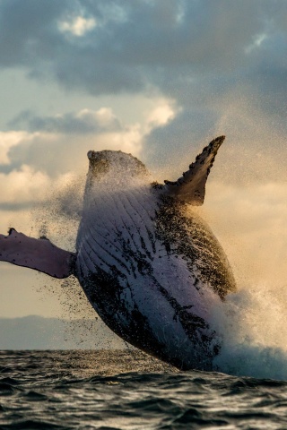 Whale Watching wallpaper 320x480