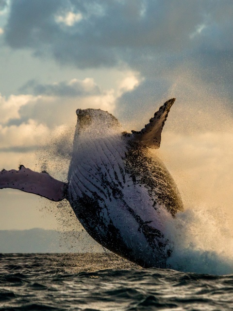 Whale Watching wallpaper 480x640