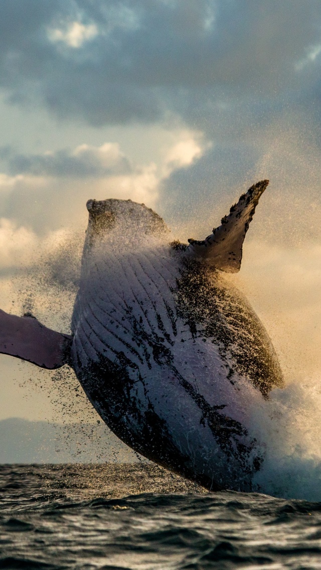 Sfondi Whale Watching 640x1136