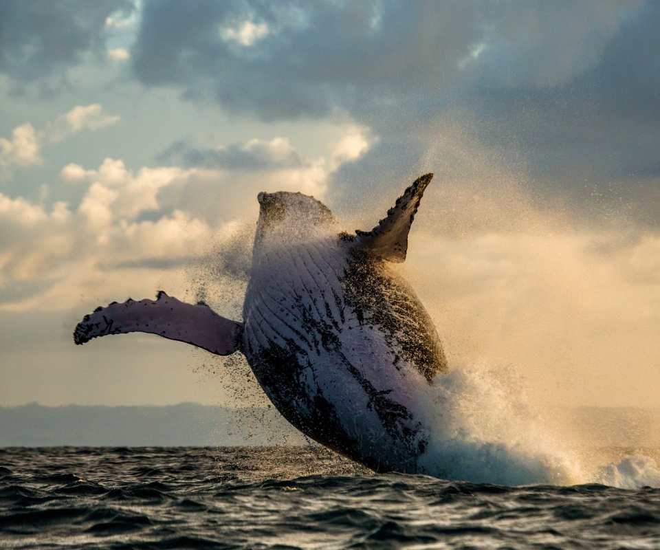 Das Whale Watching Wallpaper 960x800