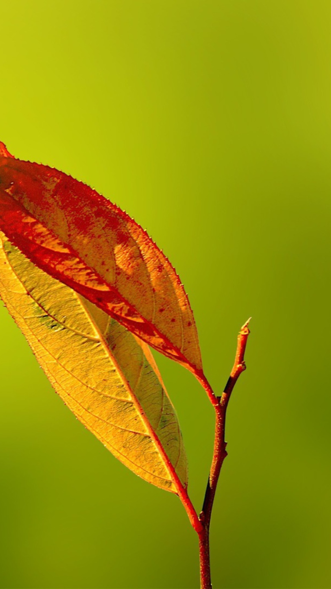 Das Red And Yellow Leaves On Green Wallpaper 1080x1920