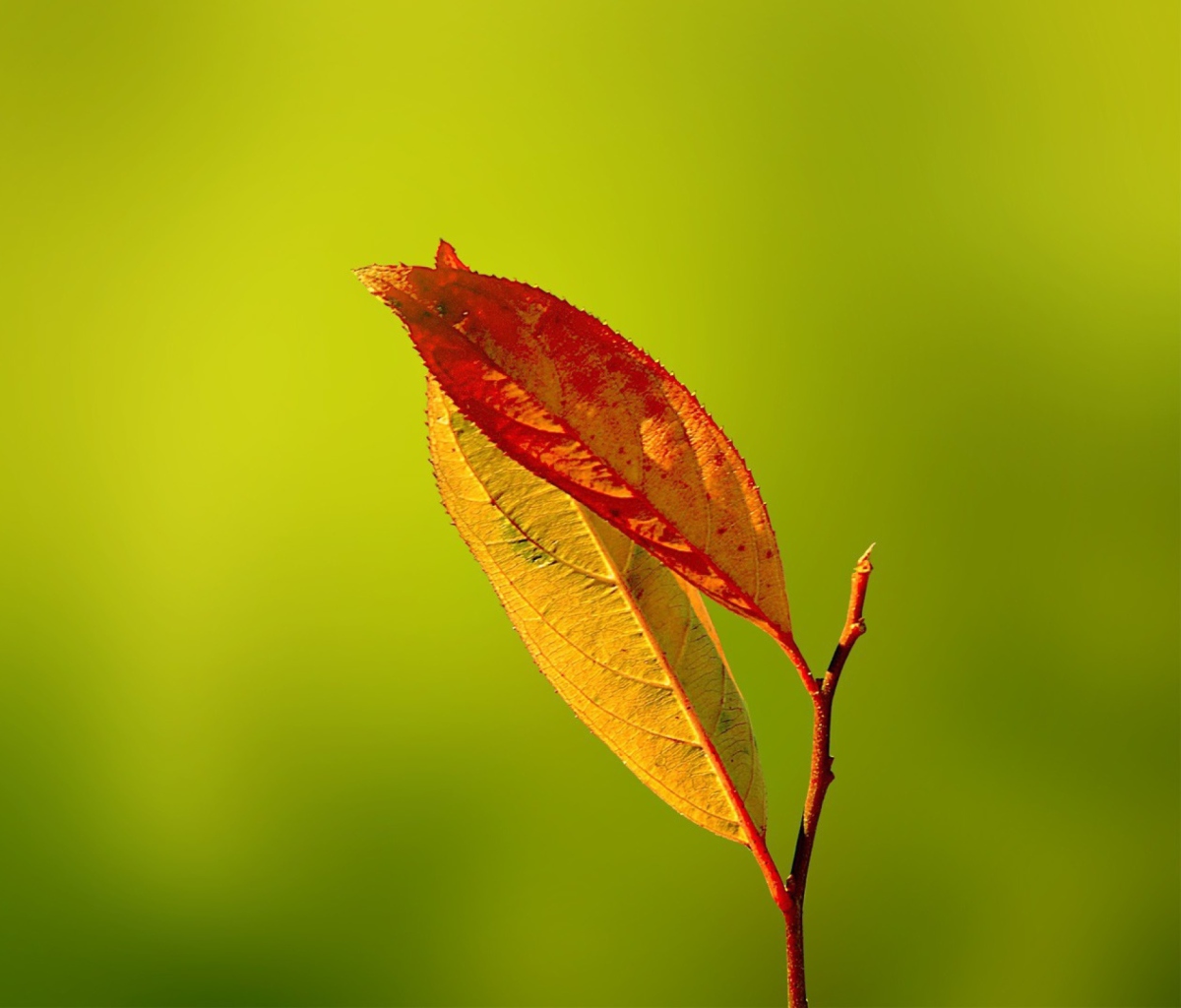 Обои Red And Yellow Leaves On Green 1200x1024