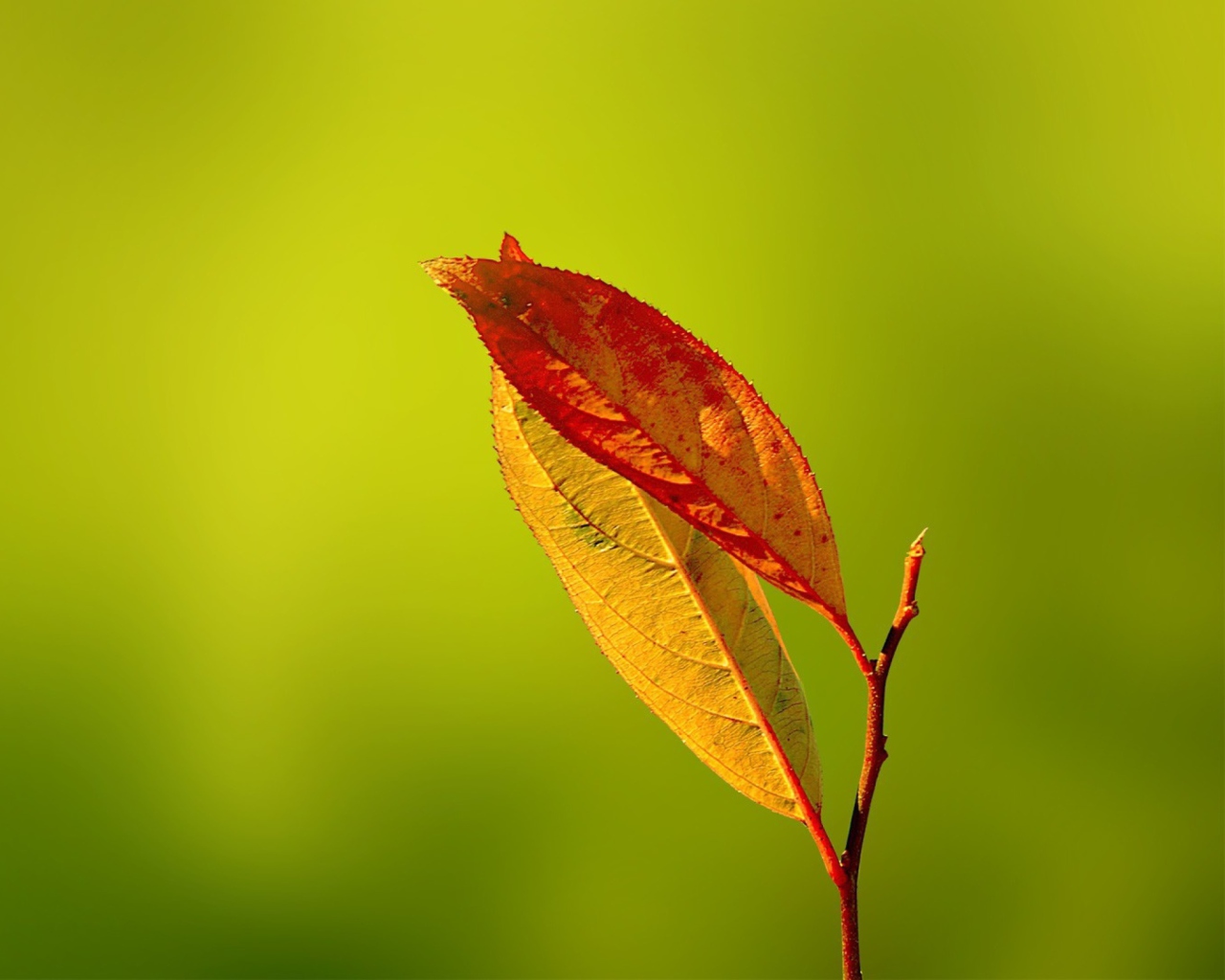 Red And Yellow Leaves On Green screenshot #1 1280x1024