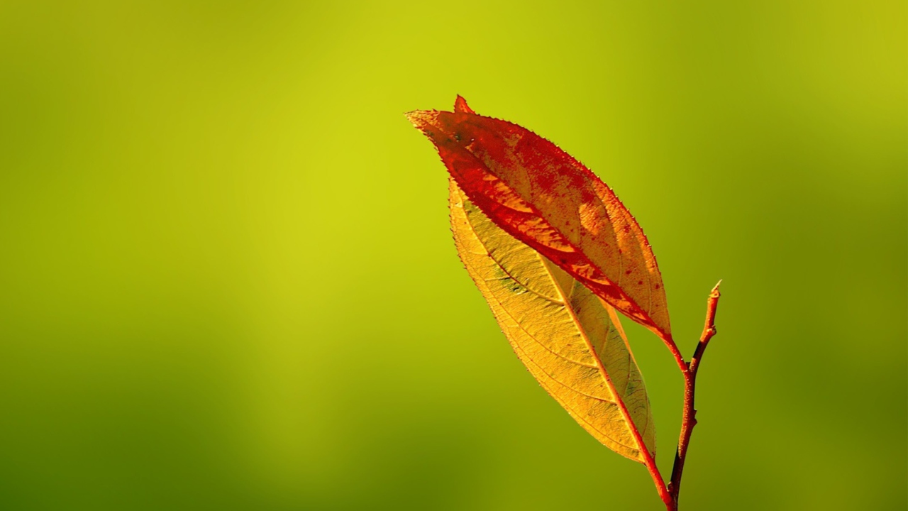 Red And Yellow Leaves On Green wallpaper 1280x720