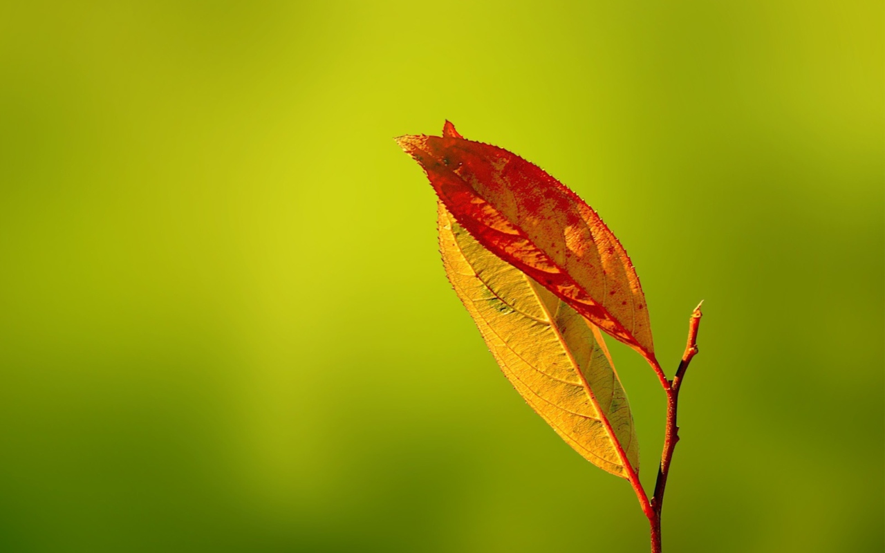 Red And Yellow Leaves On Green screenshot #1 1280x800