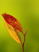 Das Red And Yellow Leaves On Green Wallpaper 132x176