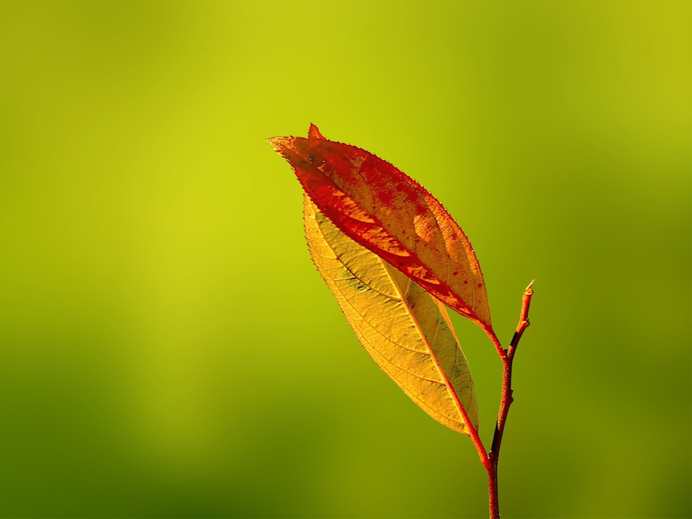 Red And Yellow Leaves On Green wallpaper 1400x1050