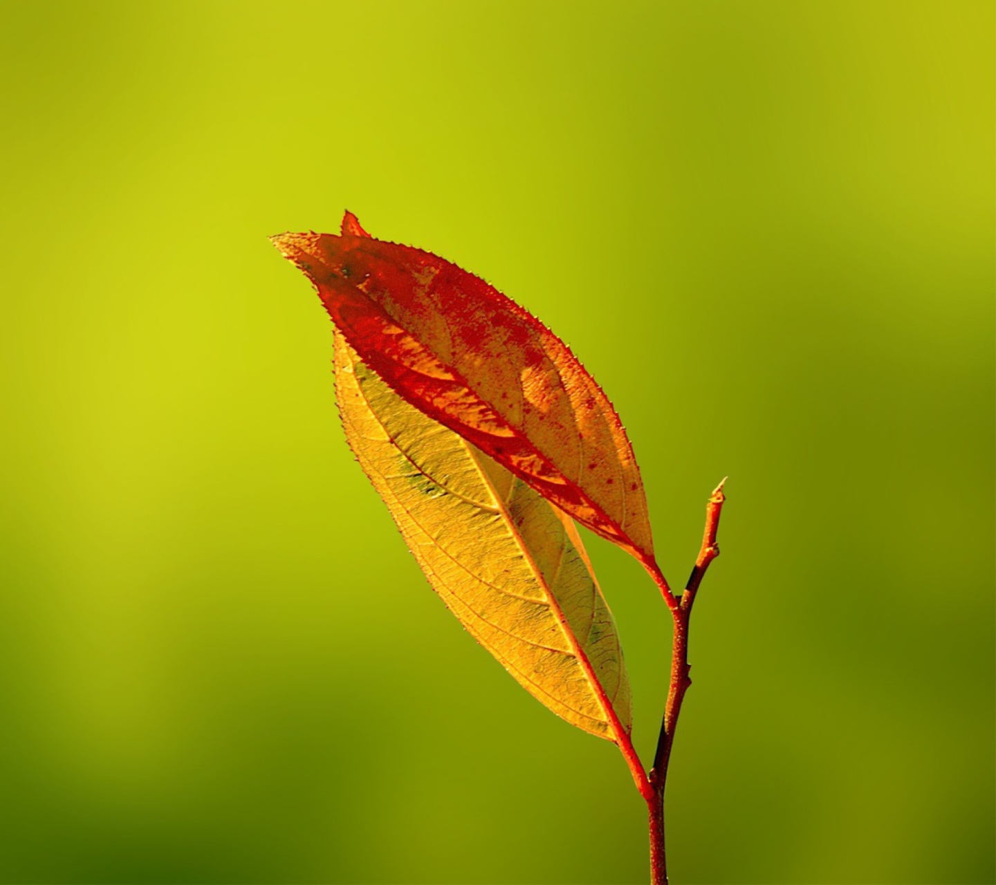 Обои Red And Yellow Leaves On Green 1440x1280
