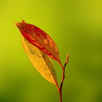 Das Red And Yellow Leaves On Green Wallpaper 208x208