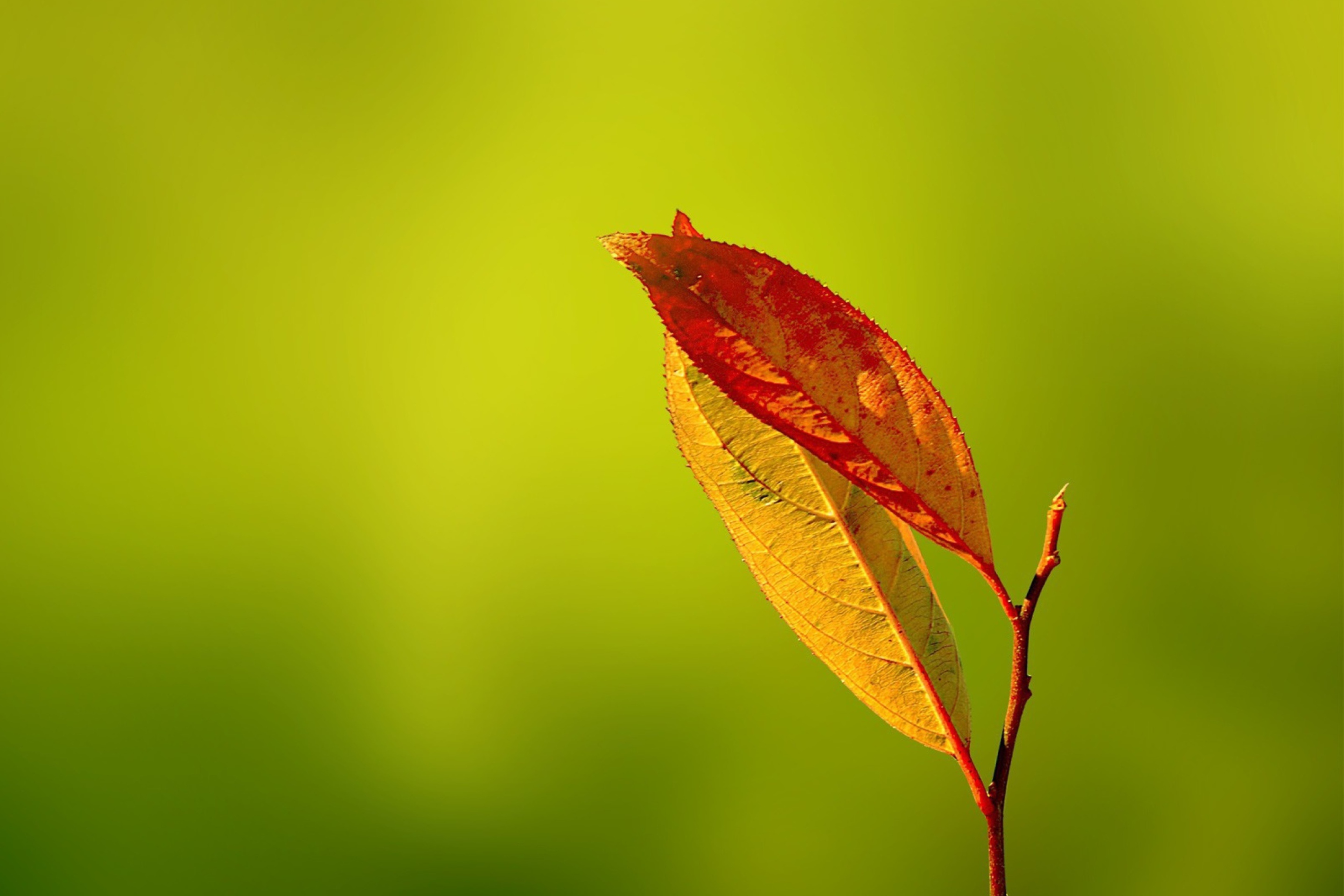 Red And Yellow Leaves On Green wallpaper 2880x1920