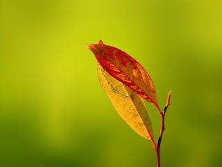 Das Red And Yellow Leaves On Green Wallpaper 320x240