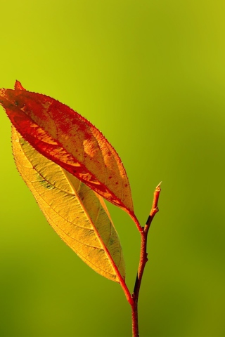 Fondo de pantalla Red And Yellow Leaves On Green 320x480