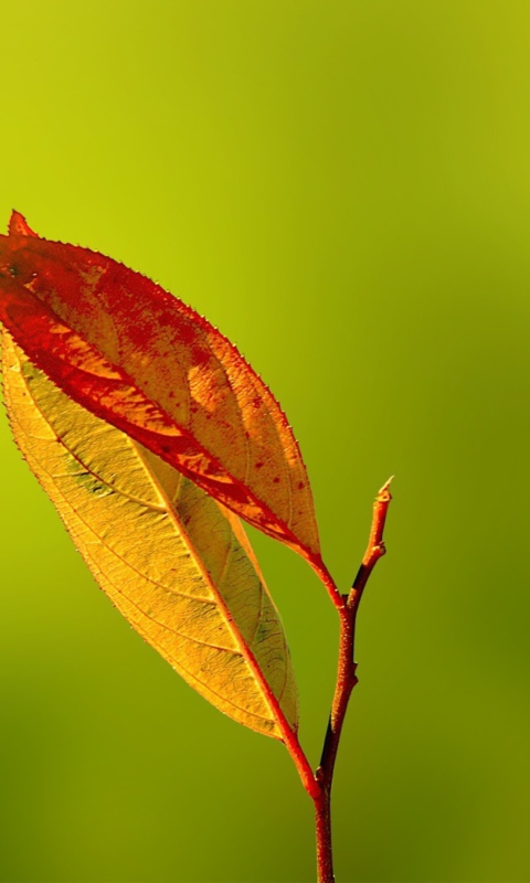 Обои Red And Yellow Leaves On Green 480x800