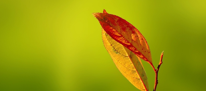 Red And Yellow Leaves On Green screenshot #1 720x320