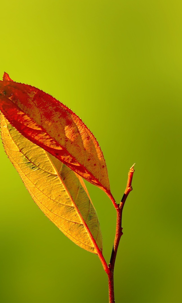 Red And Yellow Leaves On Green wallpaper 768x1280