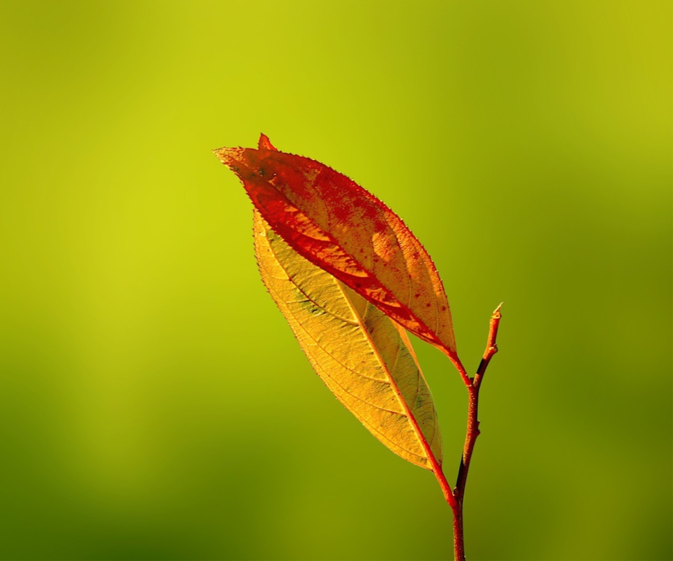 Sfondi Red And Yellow Leaves On Green 960x800