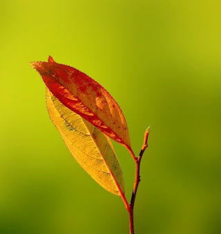 Kostenloses Red And Yellow Leaves On Green Wallpaper für iPad 2