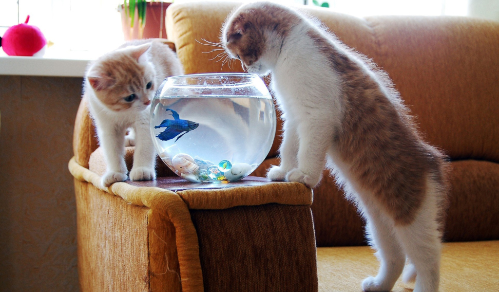 Обои Kittens Like Fishbowl 1024x600