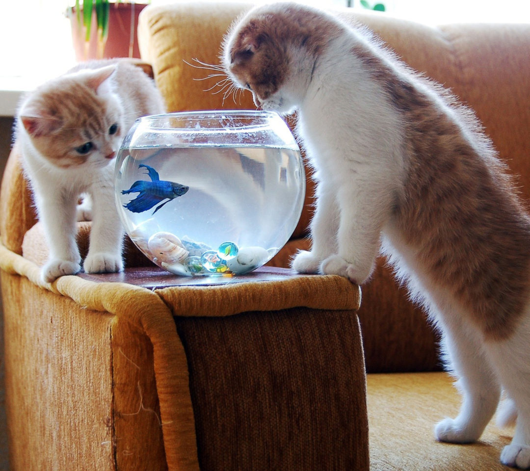Обои Kittens Like Fishbowl 1080x960