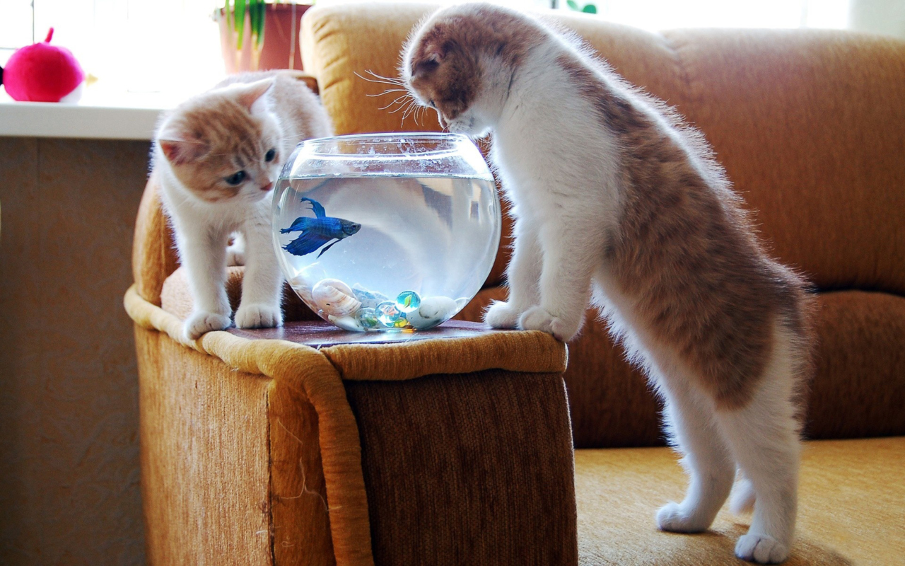 Das Kittens Like Fishbowl Wallpaper 1280x800