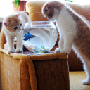 Обои Kittens Like Fishbowl 128x128