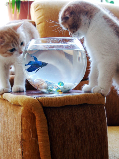 Обои Kittens Like Fishbowl 240x320