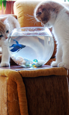 Kittens Like Fishbowl wallpaper 240x400