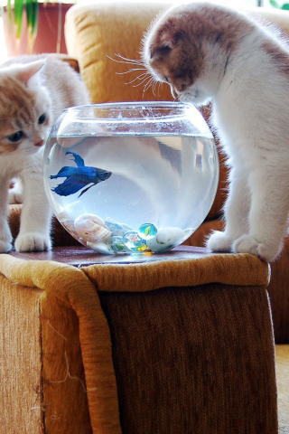 Das Kittens Like Fishbowl Wallpaper 320x480
