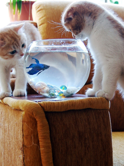 Обои Kittens Like Fishbowl 480x640