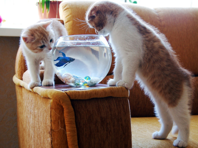 Обои Kittens Like Fishbowl 640x480