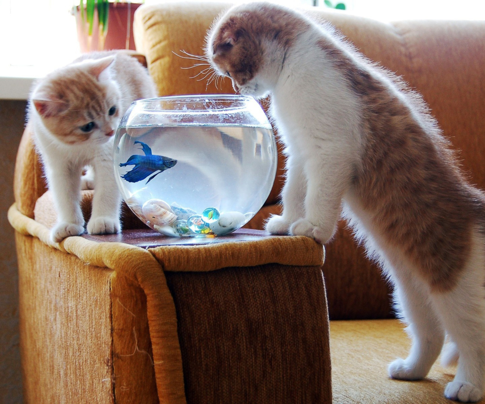 Обои Kittens Like Fishbowl 960x800