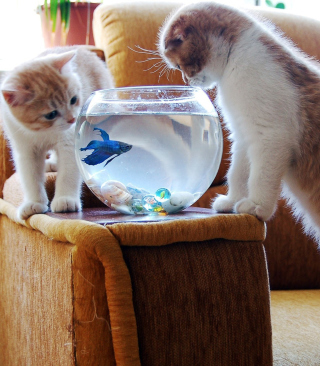 Kostenloses Kittens Like Fishbowl Wallpaper für 240x320