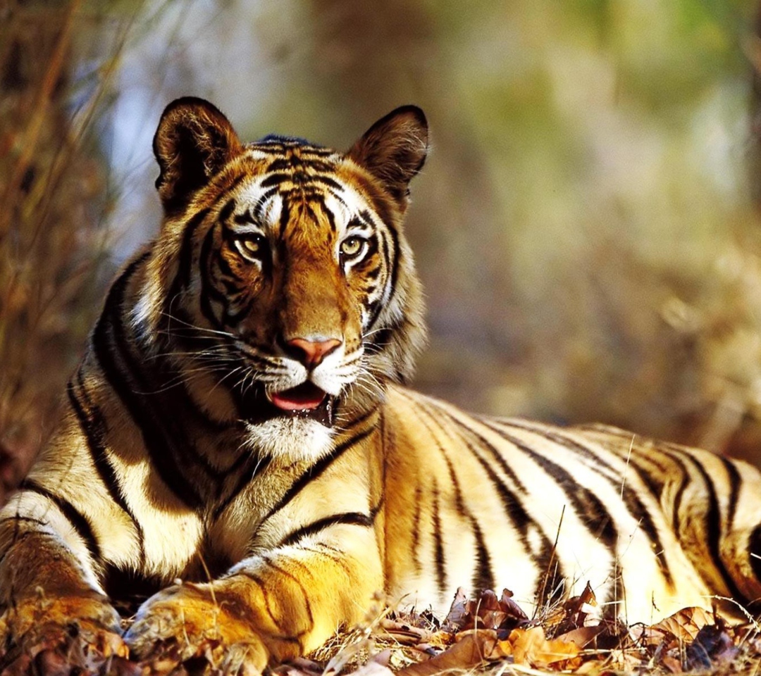 Sfondi Tiger 1080x960