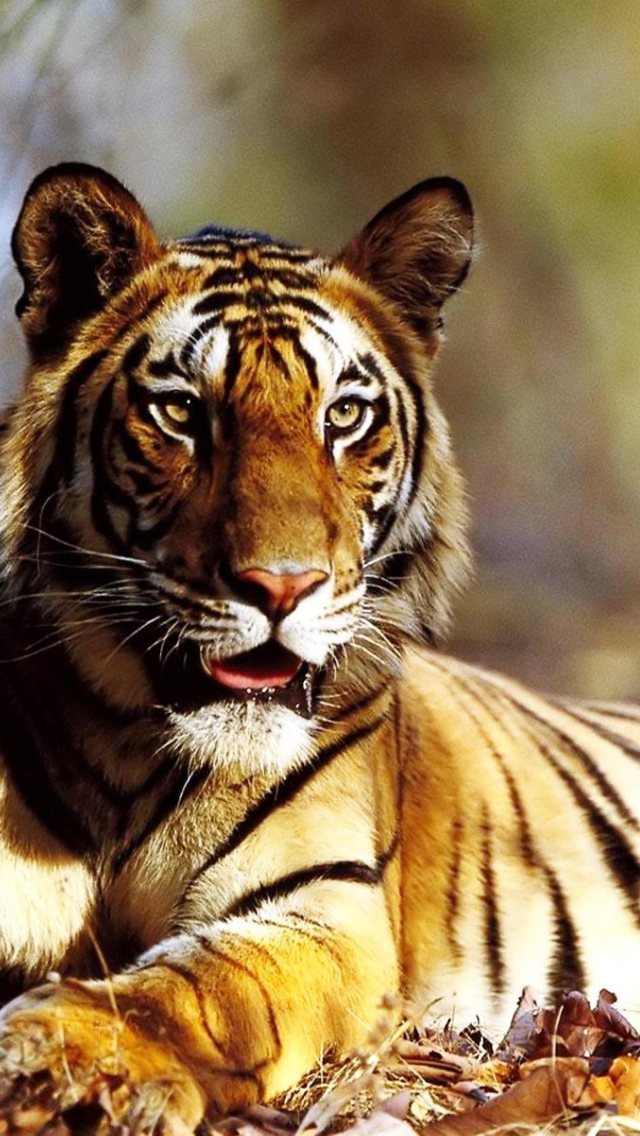 Sfondi Tiger 640x1136