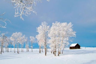 Woodsy Home - Obrázkek zdarma 