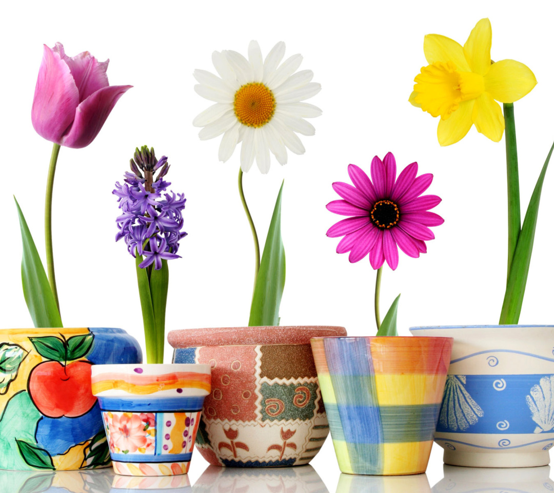 Fondo de pantalla Bright flowers in pots 1080x960