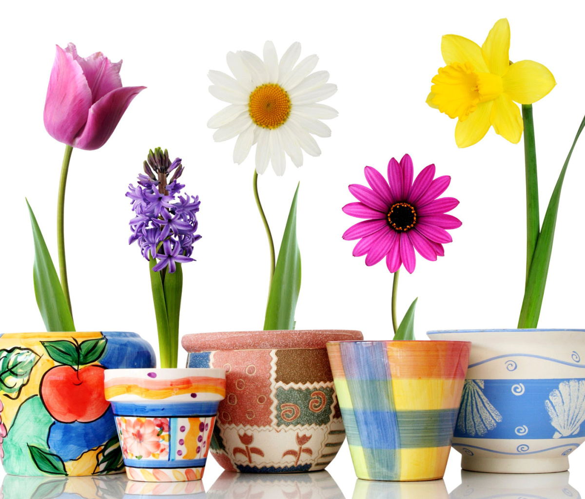 Fondo de pantalla Bright flowers in pots 1200x1024
