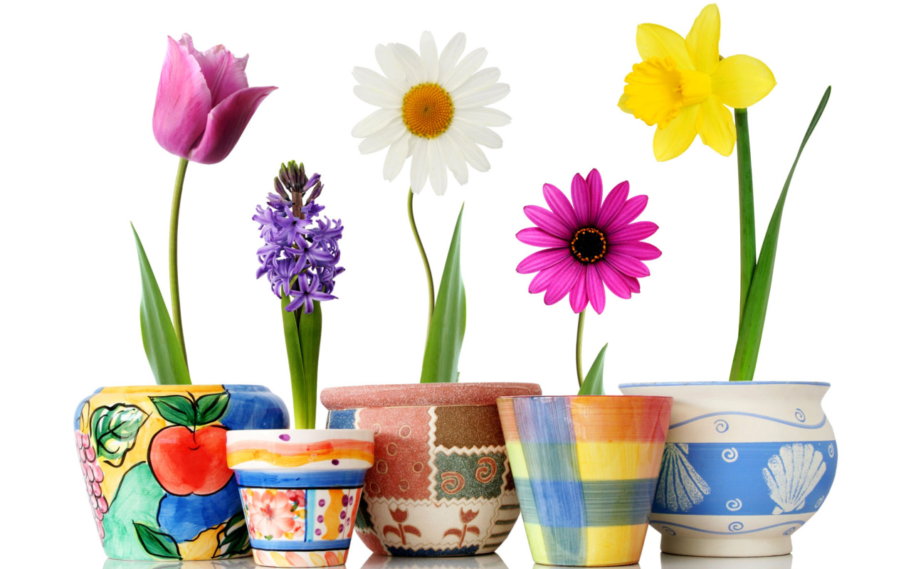 Screenshot №1 pro téma Bright flowers in pots 1280x800
