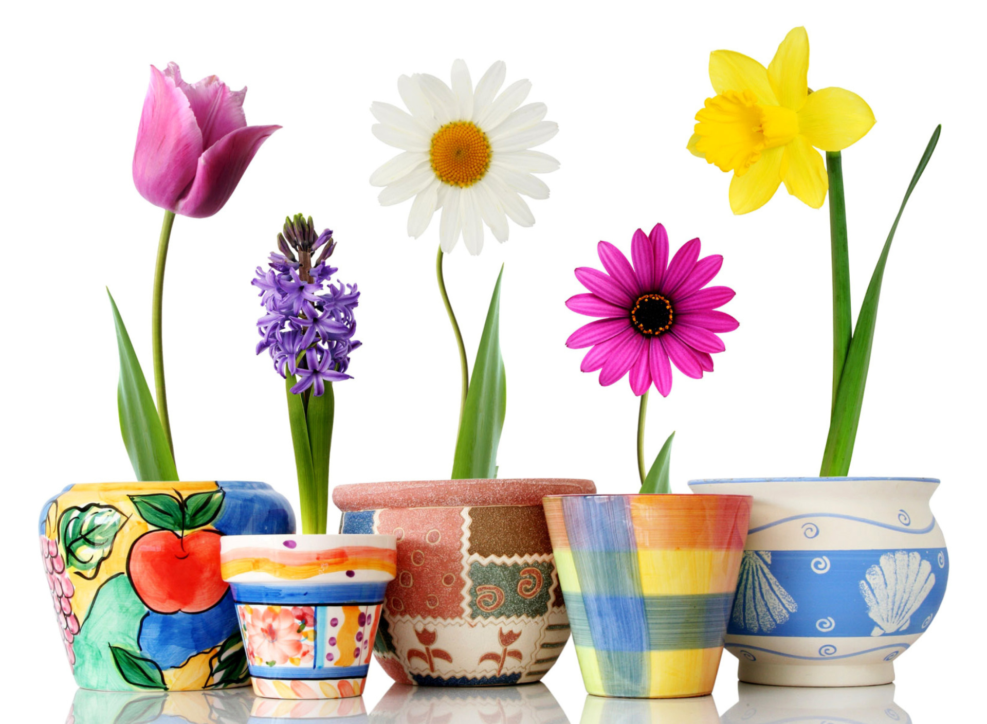 Fondo de pantalla Bright flowers in pots 1920x1408