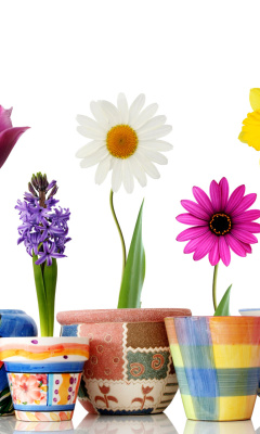 Fondo de pantalla Bright flowers in pots 240x400