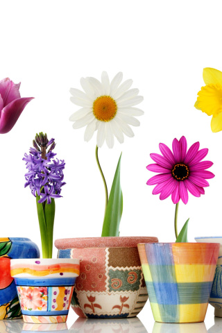 Fondo de pantalla Bright flowers in pots 320x480