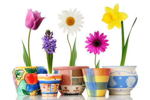 Fondo de pantalla Bright flowers in pots 480x320