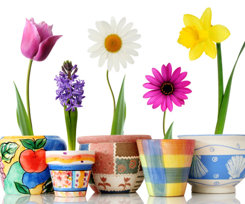 Sfondi Bright flowers in pots 480x400