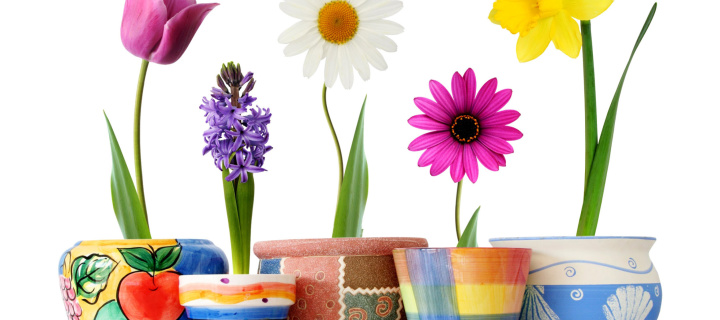 Обои Bright flowers in pots 720x320