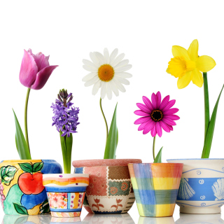 Bright flowers in pots - Obrázkek zdarma pro 1024x1024