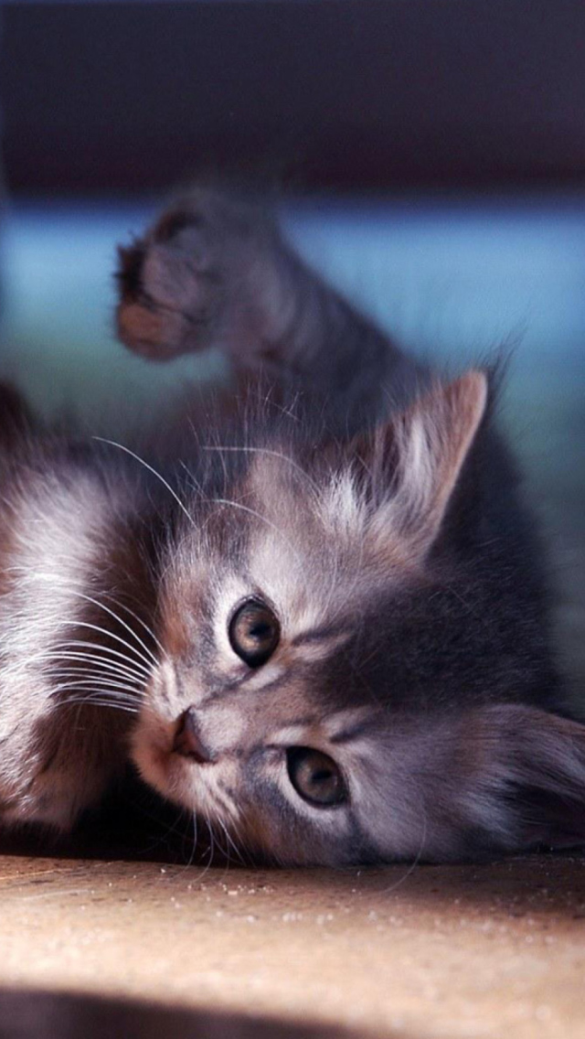 Обои Funny Kitten 640x1136