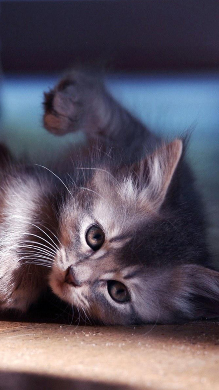Обои Funny Kitten 750x1334