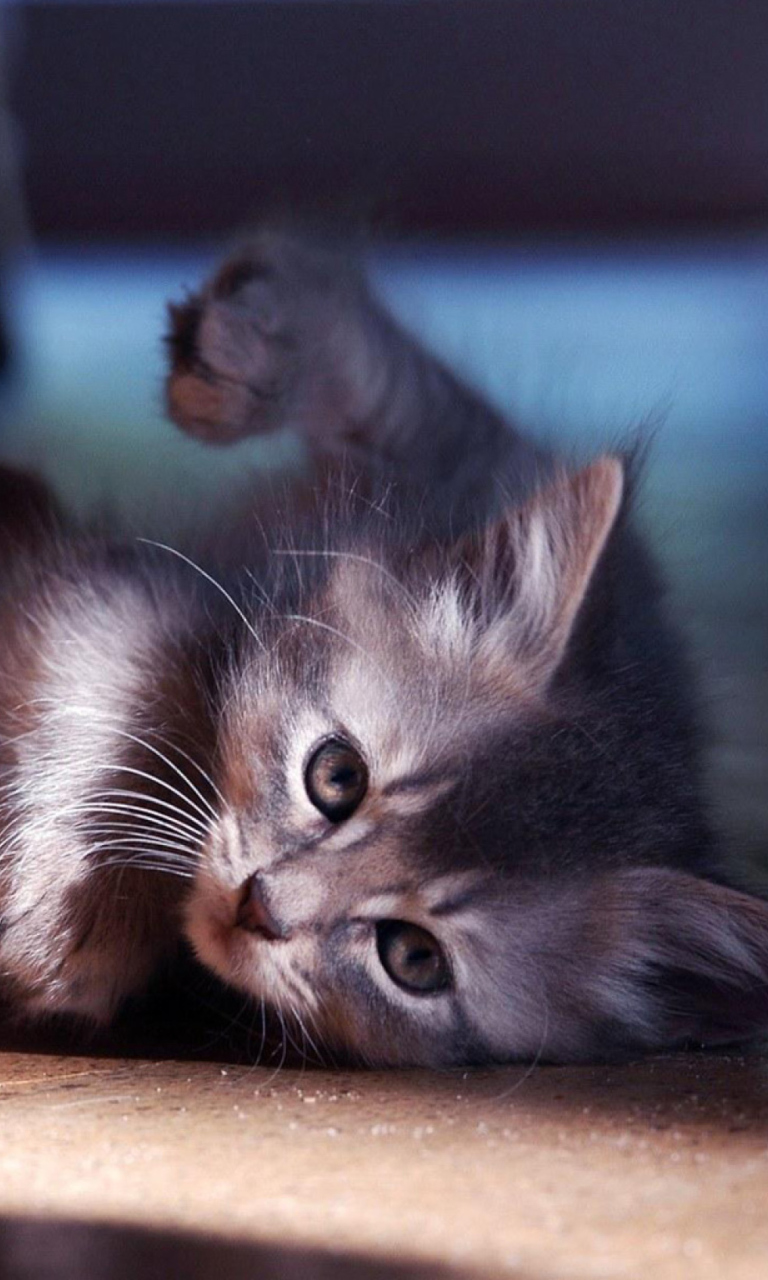 Обои Funny Kitten 768x1280